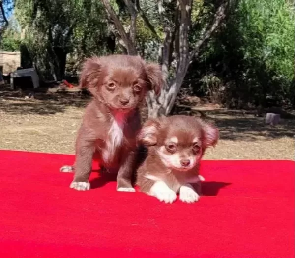 Teacup Chihuha Bebekler