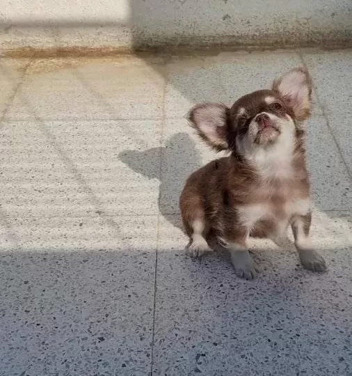 Teacup Chihuha Bebekler