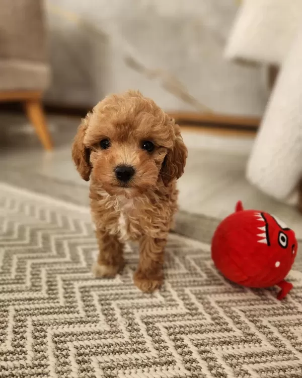 Maltipoo Yavrular Özenli Yetiştiriciden