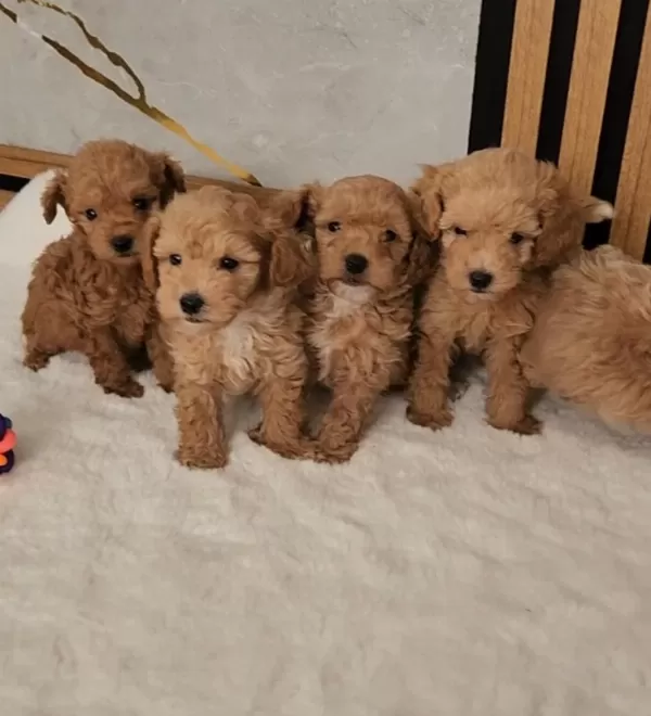 Maltipoo Yavrular Sağlik Kontrollü