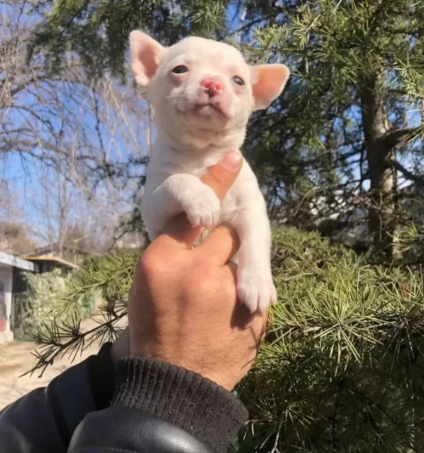 Miniş Sevimli Chihuahua Şivava Yavrularımız