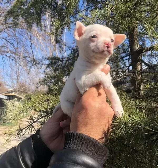 Miniş Sevimli Chihuahua Şivava Yavrularımız