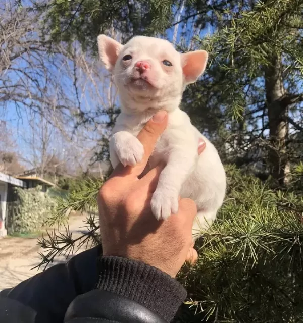 Miniş Sevimli Chihuahua Şivava Yavrularımız