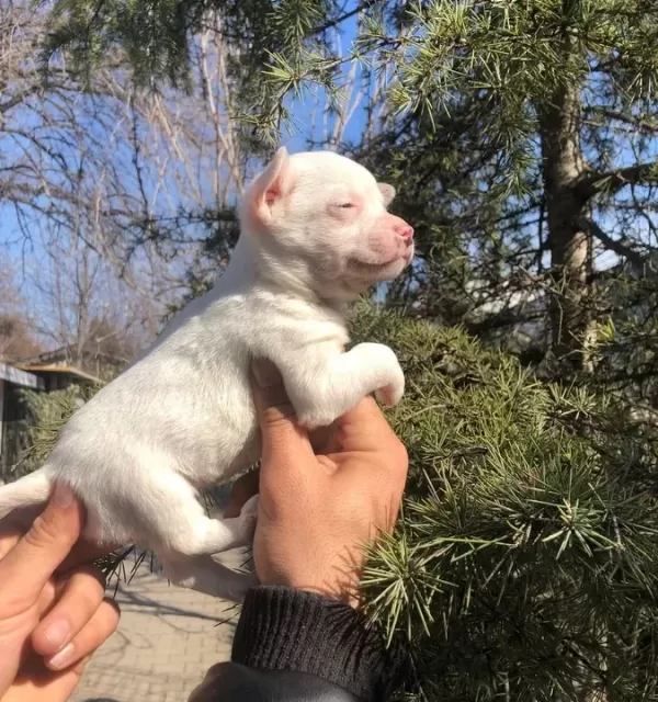 Miniş Sevimli Chihuahua Şivava Yavrularımız