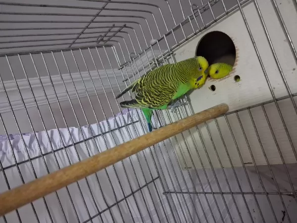 Yavru Alınmış Hazır Çift Muhabbet Kuşu Ciddi Alıcılar Yazsın