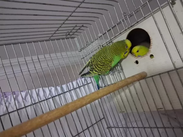 Yavru Alınmış Hazır Çift Muhabbet Kuşu Ciddi Alıcılar Yazsın
