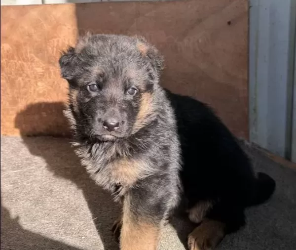 İri Patili Karakterli Safkan Alman Kurdu Bebekleri