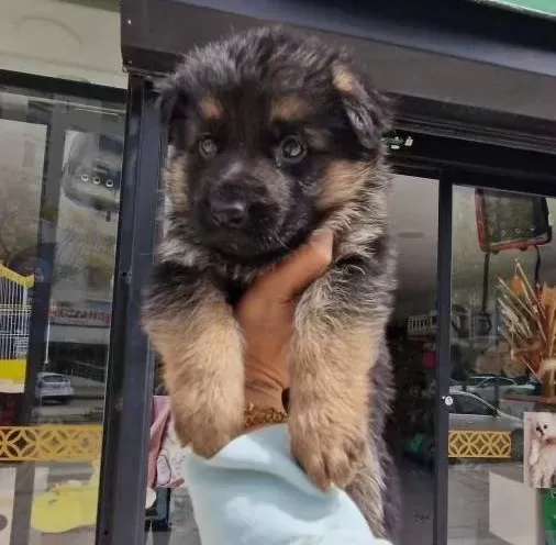 İri Patili Karakterli Safkan Alman Kurdu Bebekleri