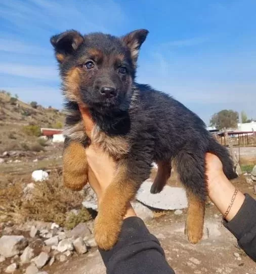 İri Patili Karakterli Safkan Alman Kurdu Bebekleri
