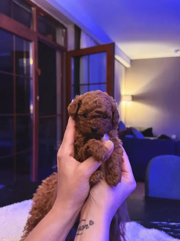 Petmode Köpek Çiftliğinden Tea Cup Kore Poodle