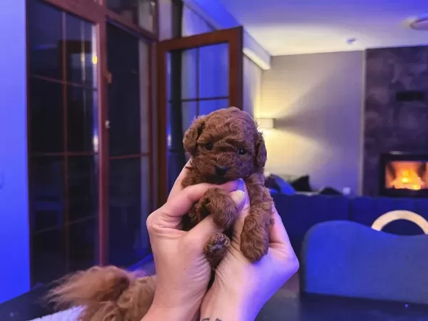 Petmode Köpek Çiftliğinden Tea Cup Kore Poodle