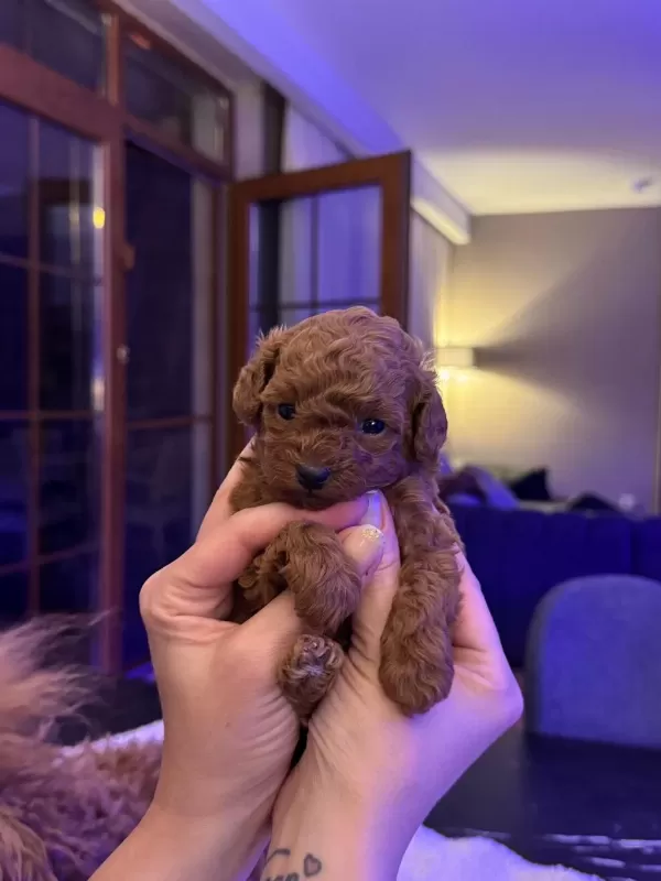 Petmode Köpek Çiftliğinden Tea Cup Kore Poodle