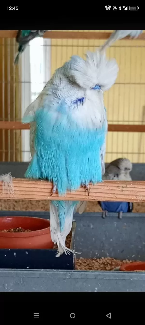 Show Jumbo Muhabbet Kuşları
