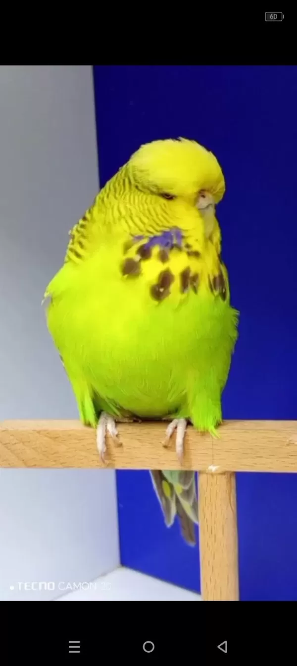 Show Jumbo Muhabbet Kuşları