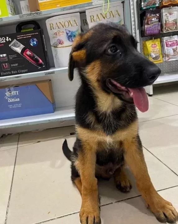 Vonalp Petshop Garanti̇si̇yle Sçrbelgeli̇ Alman Kurdu Yavrular