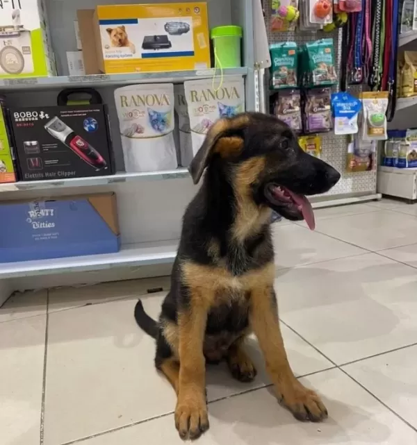 Vonalp Petshop Garanti̇si̇yle Sçrbelgeli̇ Alman Kurdu Yavrular