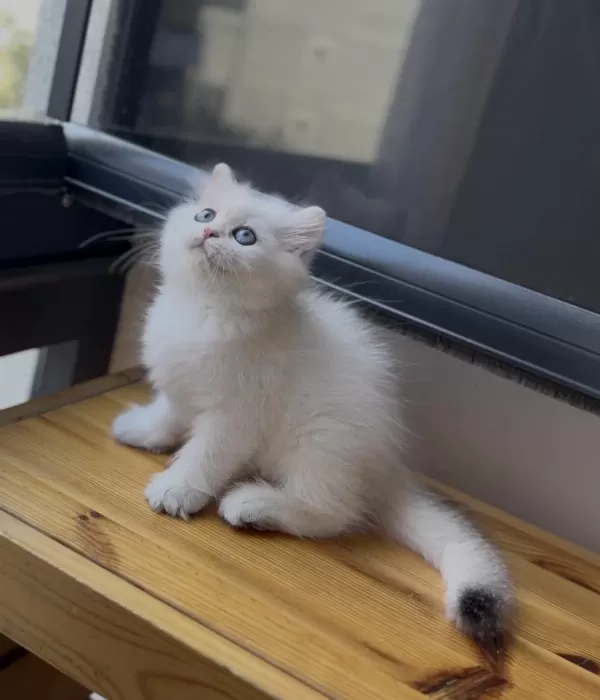 Masmavi Gözlü Golden Point Ny1133 British Longhair