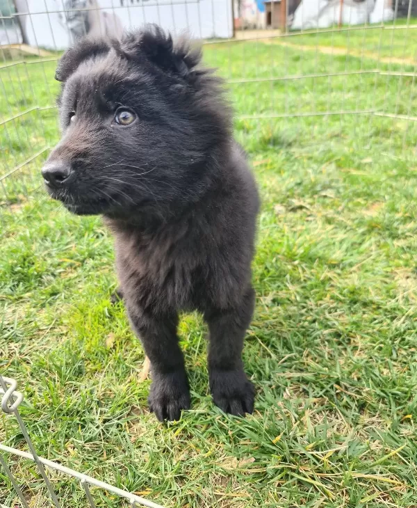 Akkuş Üreti̇m Çi̇ftli̇ği̇nden Black Soli̇d Alman Çoban Yavrulari