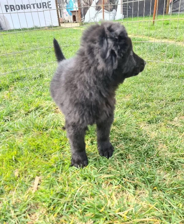 Akkuş Üreti̇m Çi̇ftli̇ği̇nden Black Soli̇d Alman Çoban Yavrulari