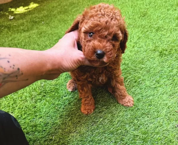 Yasal Ruhsatlı Çiftlikden Toy Poodle Yavrularımız