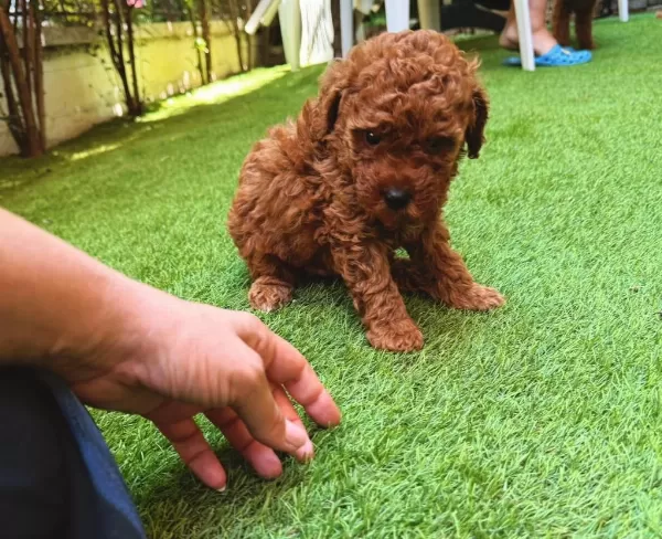 Yasal Ruhsatlı Çiftlikden Toy Poodle Yavrularımız