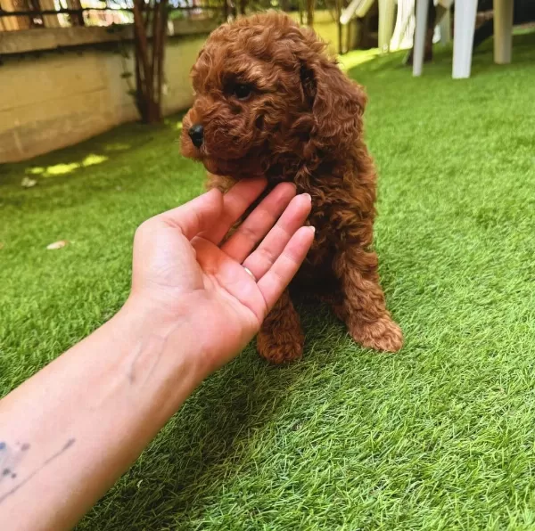 Yasal Ruhsatlı Çiftlikden Toy Poodle Yavrularımız
