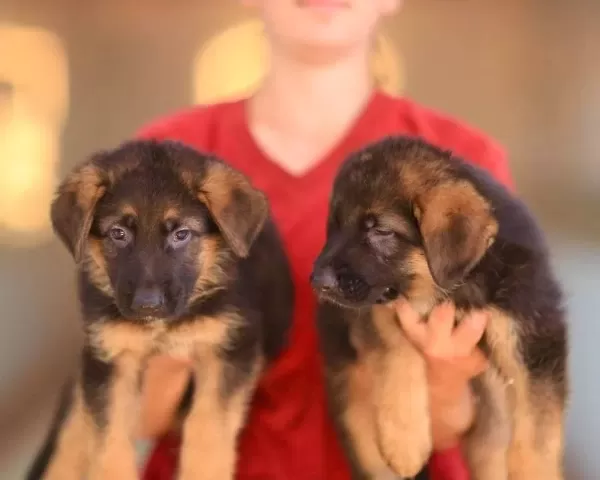 Birinci Sınıf Alman Çoban Köpeği Yavruları