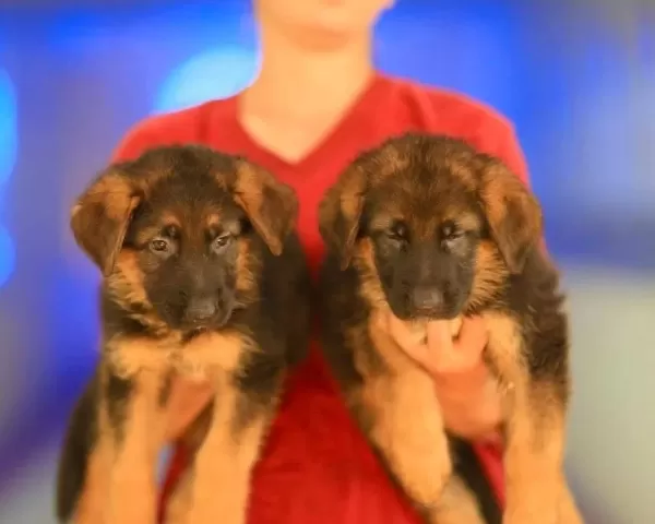 Birinci Sınıf Alman Çoban Köpeği Yavruları