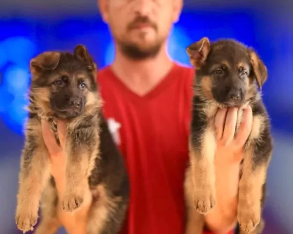 Birinci Sınıf Alman Çoban Köpeği Yavruları