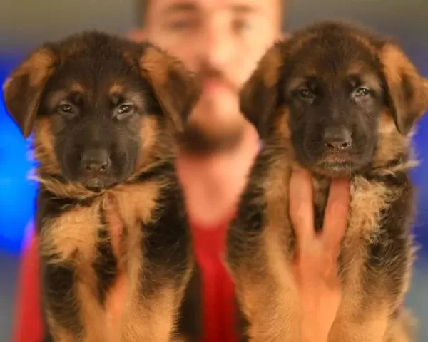 Birinci Sınıf Alman Çoban Köpeği Yavruları