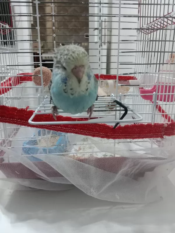 Jumbo Bebek Muhabbet Kuşu