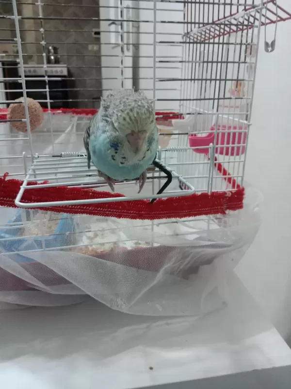 Jumbo Bebek Muhabbet Kuşu