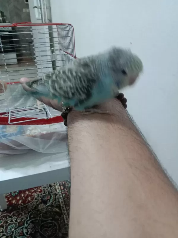 Jumbo Bebek Muhabbet Kuşu