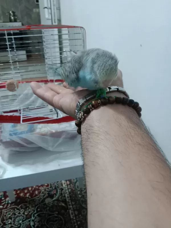 Jumbo Bebek Muhabbet Kuşu