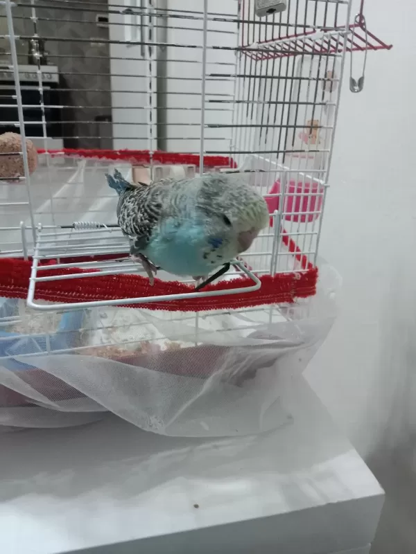 Jumbo Bebek Muhabbet Kuşu