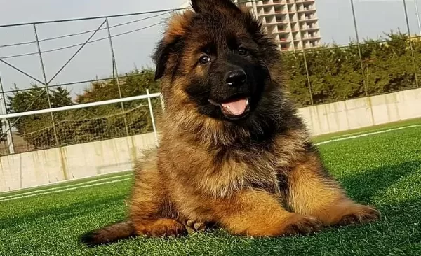 Scr Li Uzun Tüylü Muhteşem Yavrular