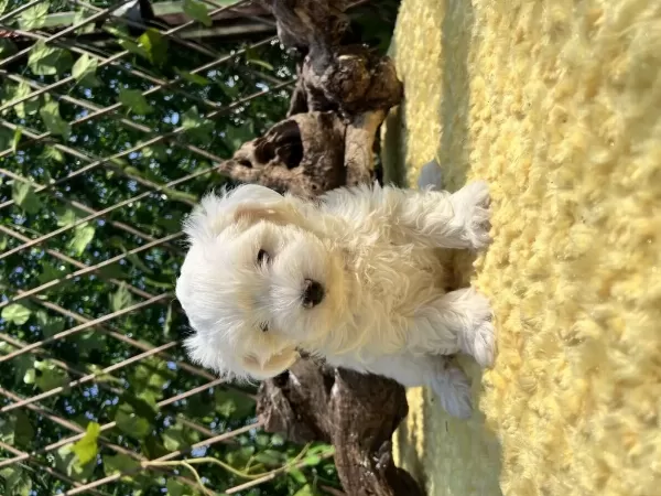 Kar Beyaz Maltese Terrier Yavrular
