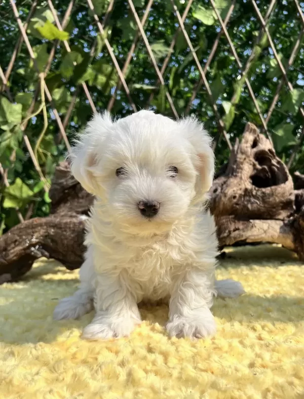 Kar Beyaz Maltese Terrier Yavrular
