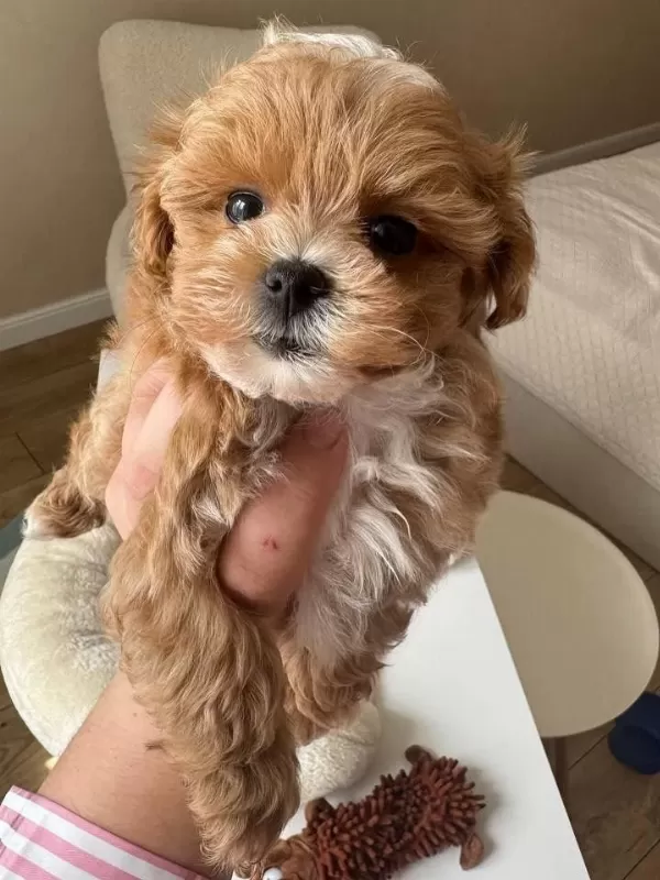 Sağlıklı Kore Maltipoo