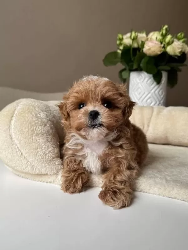 Sağlıklı Kore Maltipoo