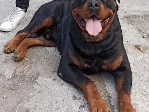 A Scr Li Yavru Ve Yetişkin Efsane Irk