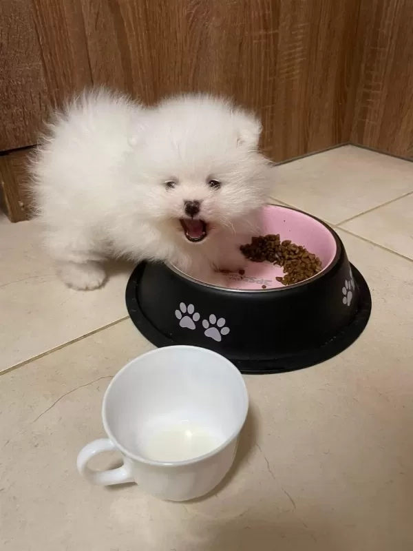 Pomeranian Boo Köpeğimiz