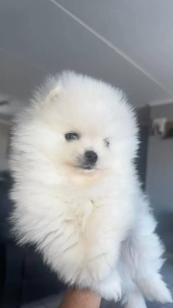 Pomeranian Boo Köpeğimiz