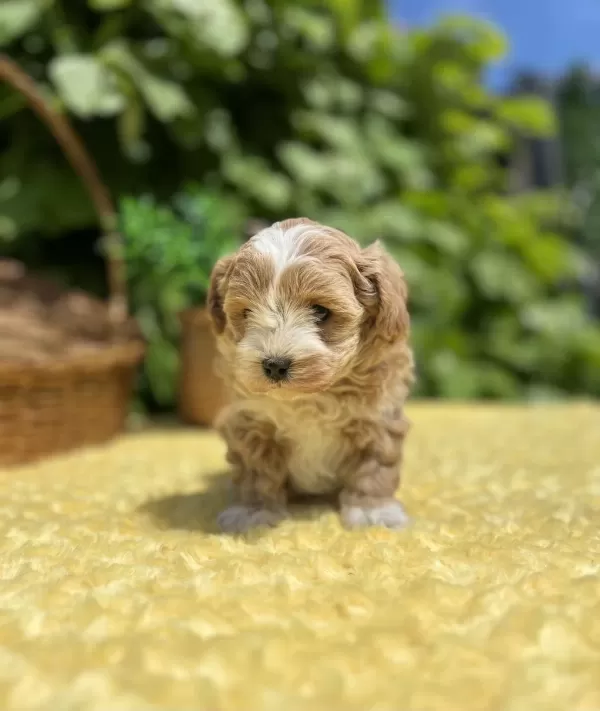 Sevimli Dost Canlısı Maltipoo Yavrular