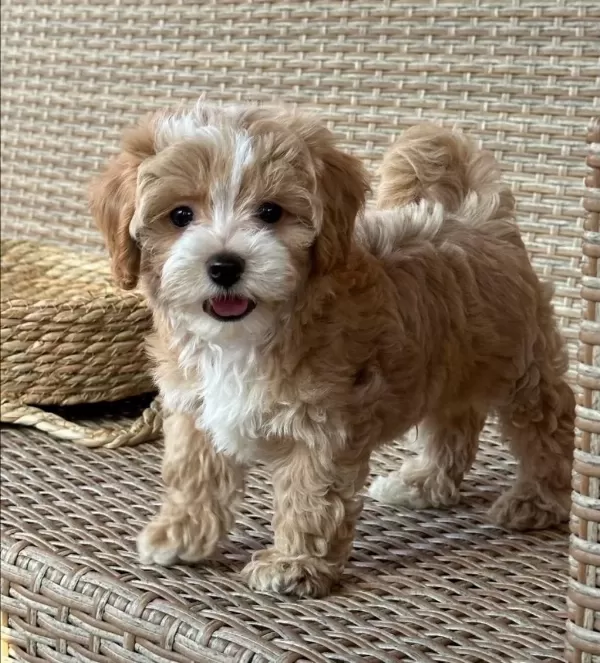 İrk Ve Sağlik Garantili Maltipoo