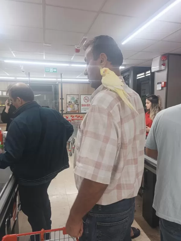 Lutino Kırmız Göz Sultan Papağanı