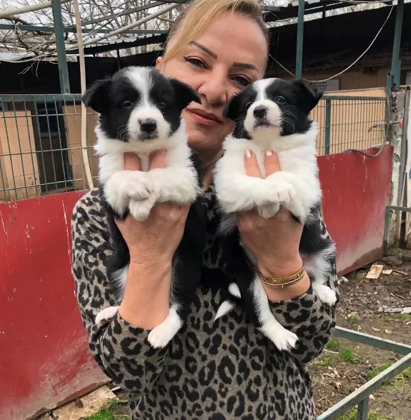 Muhteşem Irk Garantili Border Collie Yavrularımız