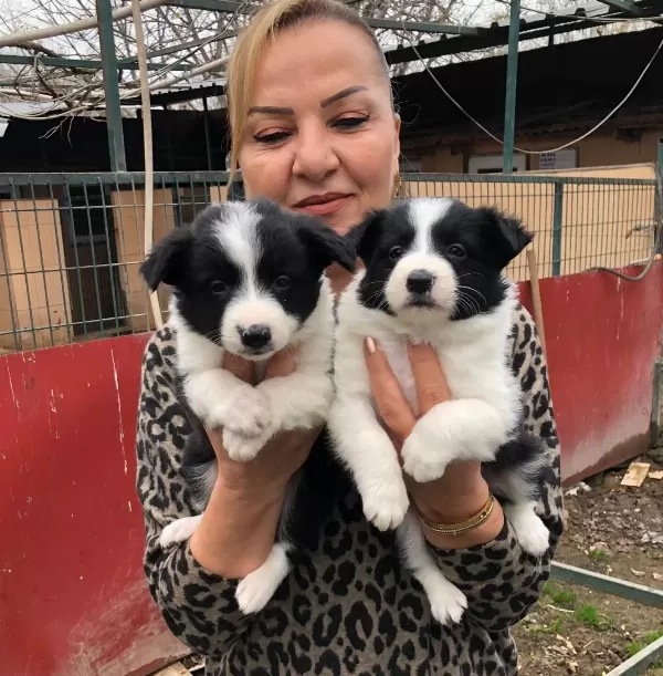 Muhteşem Irk Garantili Border Collie Yavrularımız