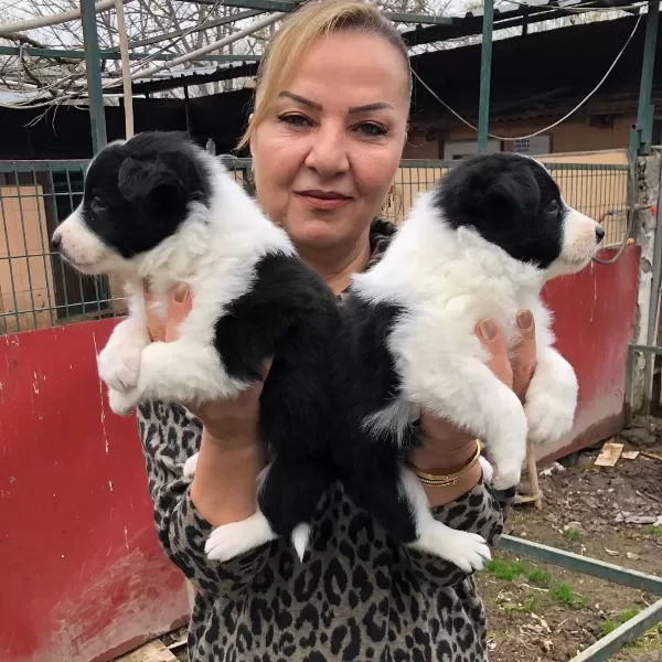Muhteşem Irk Garantili Border Collie Yavrularımız