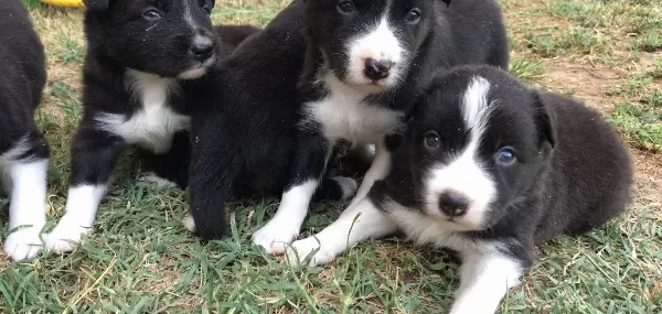 Border Coli Yavrularımız